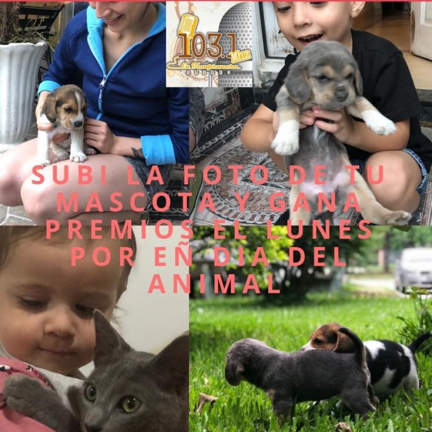 CONCURSO DÍA DEL ANIMAL