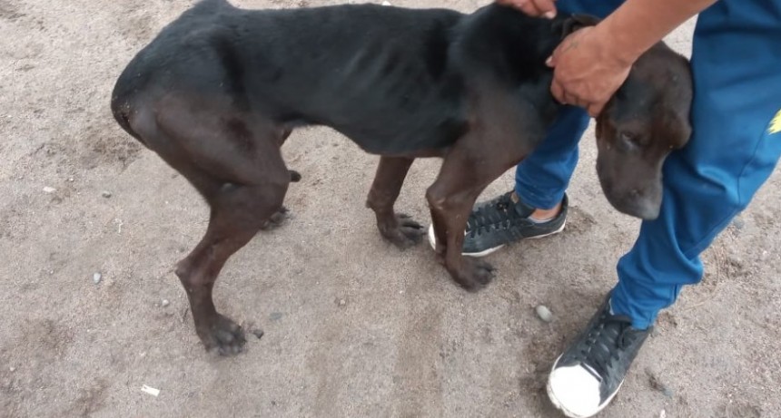 EL MALTRATO ANIMAL NO CESA EN  CUARENTENA