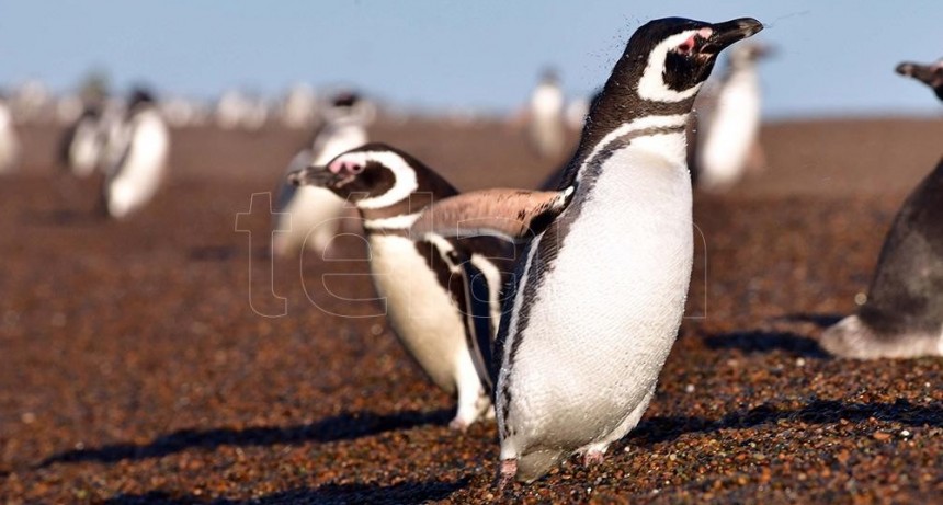 CONFIRMARON LA PRESENCIA DE MICROPLÁSTICOS Y DESECHOS EN LOS PINGÜINOS DE MAGALLANES 