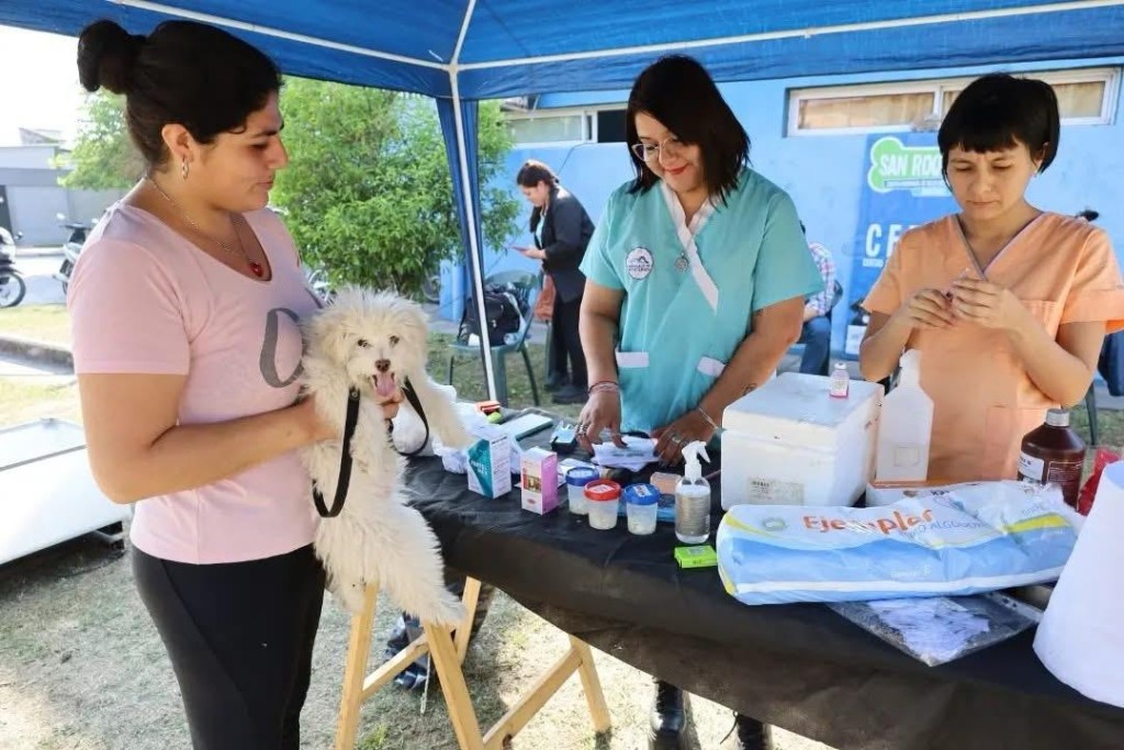SE RETOMAN LAS CASTRACIONES A MASCOTAS, EN EL CEPSA 