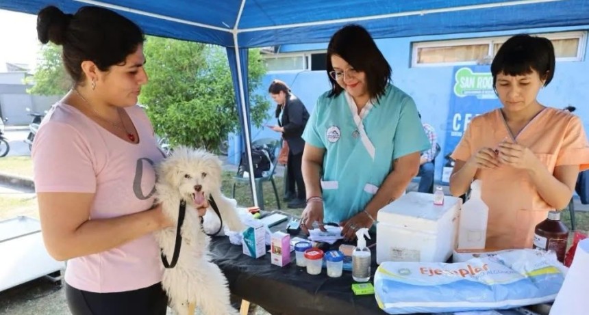 SE RETOMAN LAS CASTRACIONES A MASCOTAS, EN EL CEPSA 