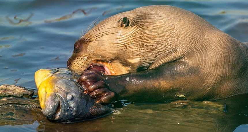 REDESCUBREN EN EL IMPENETRABLE CHAQUEÑO UNA ESPECIE QUE SE CREÍA EXTINTA EN ARGENTINA