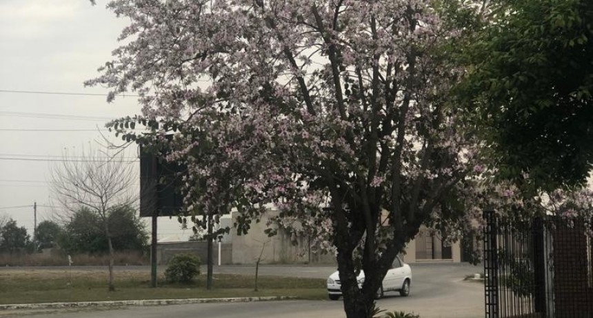 ARRANCA UNA SEMANA FRÍA CON ESTE LUNES NUBLADO  