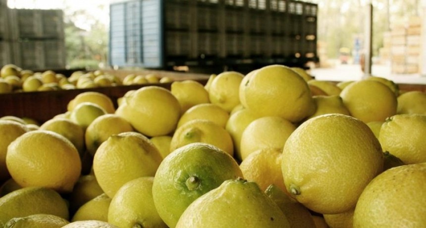 Intensifican los controles para poder retomar la exportación de limones tucumanos a la UE