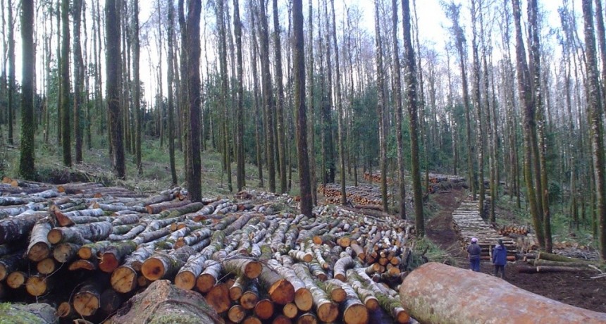 Se perdieron 6,5 millones de hectáreas de bosque nativo en los últimos 20 años en la Argentina