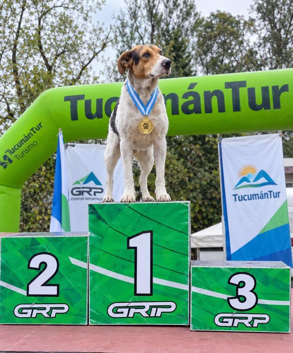 ES VIRAL EL PERRITO MARATONISTA