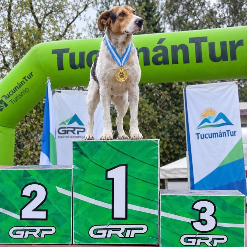 ES VIRAL EL PERRITO MARATONISTA
