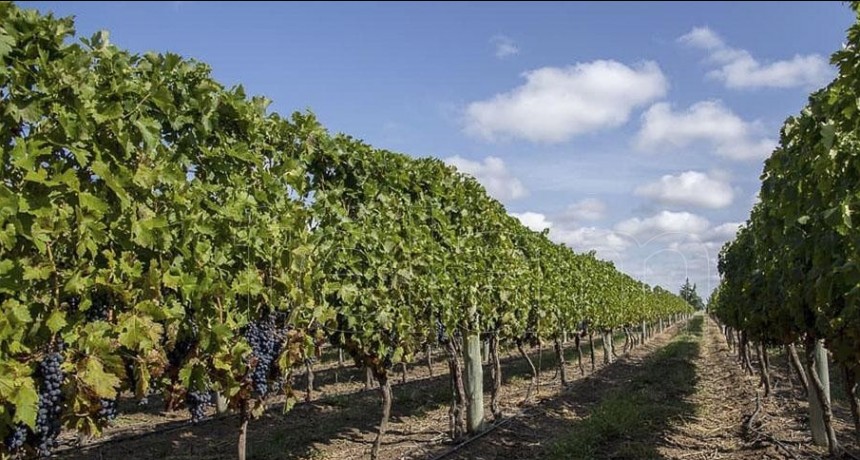 LA PAMPA POTENCIA EL TURISMO DEL VINO PARA ATRAER VISITAS TRAS LA PANDEMIA