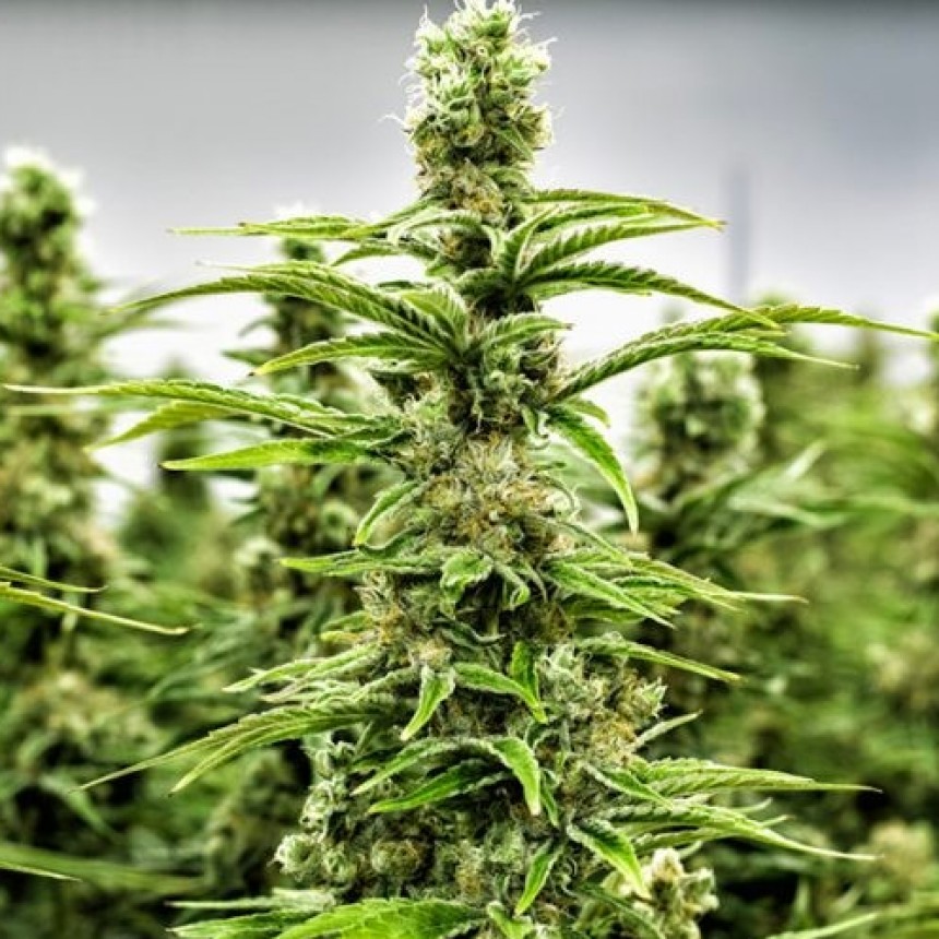 EL GOBIERNO ESTUDIA LA LEGALIZACIÓN DE LA MARIHUANA