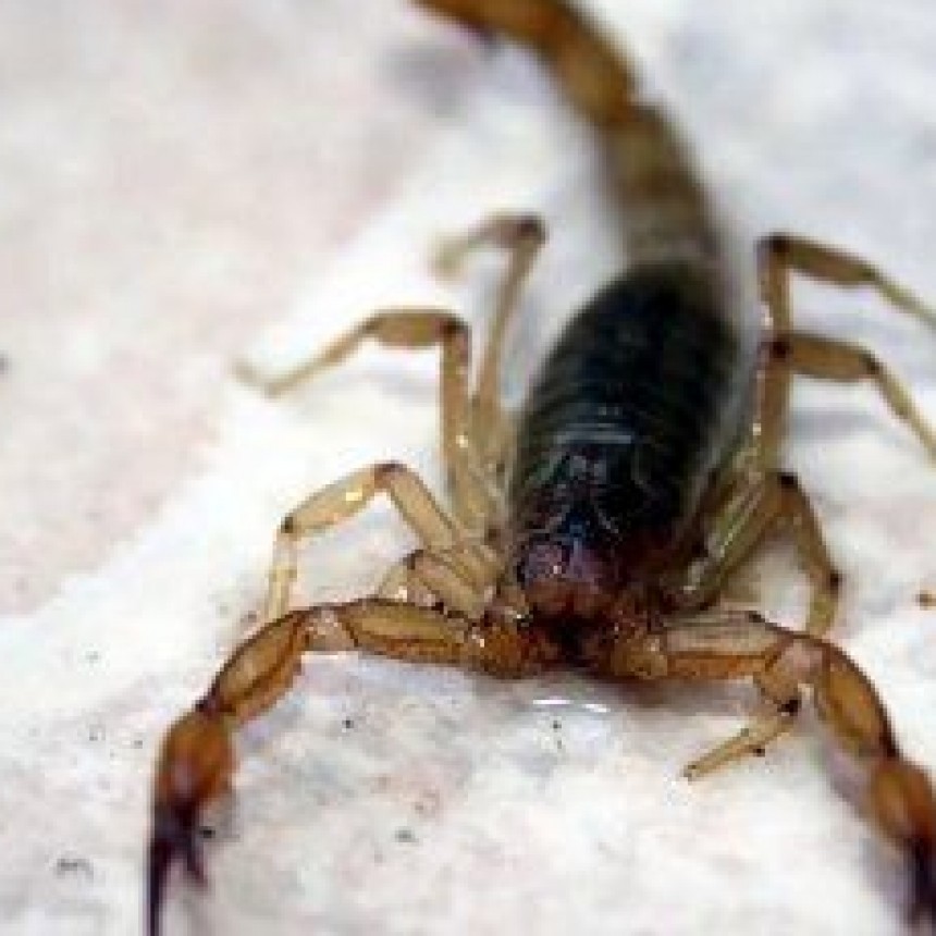 SALUD: ¿QUÉ HACER ANTE LA PICADURA DE ALACRANES?
